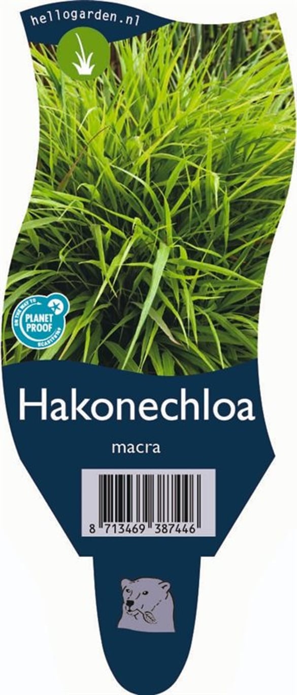Hakonechloa macra - P11